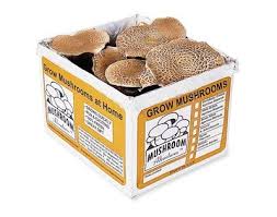 Apr 16, 2020 · add compost. Portabella Mushroom Kit Buy Online In Bosnia And Herzegovina At Bosnia Desertcart Com Productid 26178767