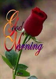 We did not find results for: Beautiful Good Morning Rose Good Morning Roses Good Morning Flowers Good Morning Beautiful