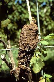Bacterial Crown Gall Of Fruit Crops Ohioline