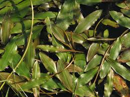 Image result for Potamogeton nodosus