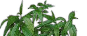 Namun sebelum kita membahas artikel tersebut sebaiknya kita juga harus mengetahui apa sih tumor itu ? Sabah Snake Grass Belalai Gajah Beveite