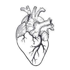 Vector Realistic Anatomical Heart Anatomical Heart Drawing Anatomical Heart Heart Coloring Pages