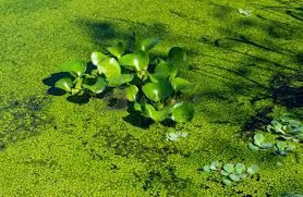 Image result for Pontederia crassipes