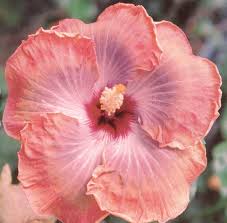 Image result for Hibiscus platycalyx
