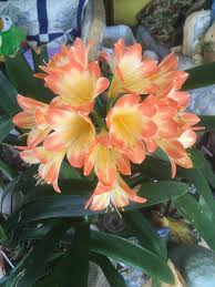 Image result for Clivia miniata