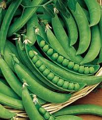 #gardentour #theseplantshavetogo #gardeningrotation ▶ ▬ email ▬ to contact me via email, go to: 19 How To Grow Peas Ideas Growing Peas Peas Growing