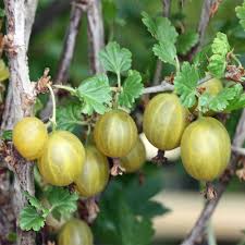 Check spelling or type a new query. Gelbe Stachelbeere Ribes Uva Crispa Hinnonmaki Gelb Diese Aufrechte Kleinstrach Wird Bis Zu 1 Meter Hoch Und Hat Stachelige Triebe Native Plants