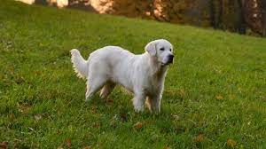 We did not find results for: 10 Facts You Didn T Know About The English Cream Golden Retriever All Things Dogs All Things Dogs