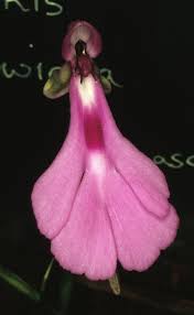 Image result for Cynorkis