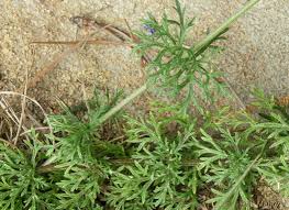 Image result for Verbena aristigera