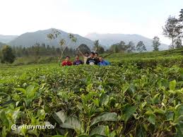 15 destinasi wisata di banyumas yang tidak kalah keren dari jogja dan semarang. Wisata Ke Kebun Teh Bogor Dan Bandung Winny Marlina
