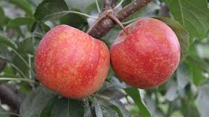 Find the perfect place to live. Crabapples Come In Many Different Varieties Some Aren T Even Crabby