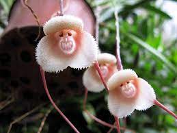 Flowers That Look Like Animals Insects And People Unusual Flowers Strange Flowers Beautiful Orchids