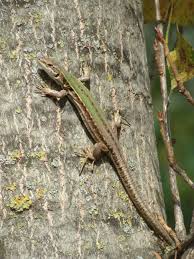 Hagedis In Casciano Di Murlo Italie Hagedis Reptielen Wilde Dieren
