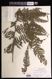 Image result for Microlepia speluncae