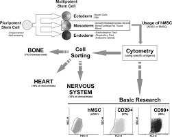 Check spelling or type a new query. Human Mesenchymal Stem Cells From Immunophenotyping By Flow Cytometry To Clinical Applications Nery 2013 Cytometry Part A Wiley Online Library