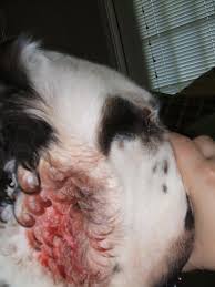 Image result for hotspot dogs