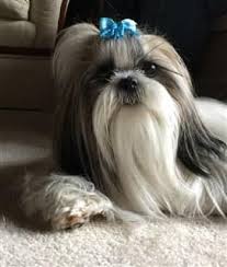 Info About Dog Allergies Dog Allergies Shih Tzu Allergies