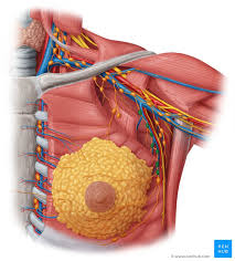 This article will explore the anatomy of lymphatic drainage throughout the head and neck, and how this is relevant clinically. Axillary Lymph Nodes Definition Anatomy And Location Kenhub