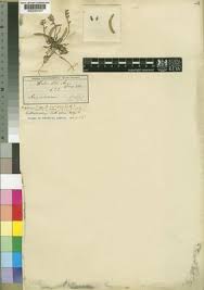 Image result for Bolusiella iridifolia