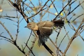 Image result for Newtonia