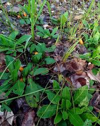 Image result for Leptactina benguelensis