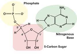 The bases used in dna are adenine (a), cytosine (c), guanine (g), and thymine (t). How Do You Draw A Nucleotide And Label Its Three Basic Parts Socratic