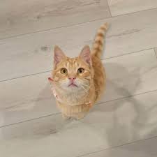 https://www.petfinder.com/cat/louie-75239473/ca/garden-grove/meoowzresq-ca1361/  Hi cat lovers! We have an adorable 6 months old boy kitty Louie looking for  his forever home🥰. He's the definition of an orange kitty. Fun, friendly,  happy, playful ...