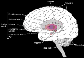 Parkinson Disease Pd Brain Spinal Cord And Nerve Disorders Merck Manuals Consumer Version