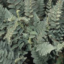 Image result for Cheilanthes inaequalis
