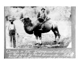 Deserts are hot and dry. Cariboo Camels Wikipedia