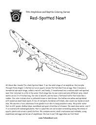 Find all the coloring pages you want organized by topic and lots of other kids crafts and kids check out our free printable coloring pages organized by category. Fishandboat On Twitter Timber The Next Two Coloring Pages Have Dropped Here Are This Week S Releases For The Amphibian And Reptile Coloring Page Series If This Format Isn T Printer Friendly Don T Be