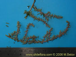 Image result for Suaeda sp. B