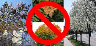Check spelling or type a new query. Trees You May Have But Shouldn T Casey Trees