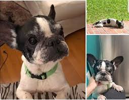 Hover over the breed info tab at the top of this page to learn all about the breed. Miami Fl French Bulldog Meet Anique A Pet For Adoption