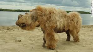 Amphicyonidae is an extinct family of terrestrial carnivorans belonging to the suborder caniformia. A 14 000 Year Old Puppy Whose Perfectly Preserved Body Was Found In Russia Munched On A Woolly Rhino For Its Last Meal Cnn