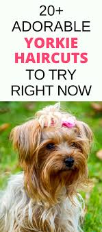 Pixie bob hairstyles popular short hairstyles short pixie haircuts cute hairstyles for short hair trending hairstyles short hair cuts curly hair styles. 20 Pictures Yorkie Haircuts Yorkie Hair Styles To Try Right Now