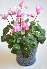 When cyclamen go into dormancy, their leaves turn yellow and they. Three Dogs In A Garden Solving The Mystery Of Cyclamen Care