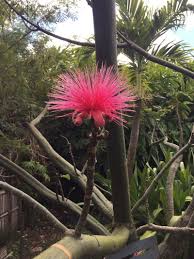 Image result for Pseudobombax