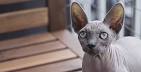 Sphynx cat price range. Hairless cat cost. Where to buy ...