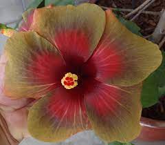 Pin Em Landscaping Jobs Near Me