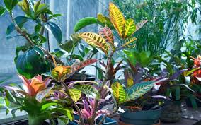 The plants of this genus were described and introduced to europeans by georg eberhard rumphius. Croton How To Grow And Care For Croton Plants The Old Farmer S Almanac