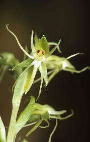 Image result for Habenaria schimperiana