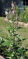 Image result for Stachys