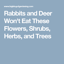 Or both of them eat the crocus under the trees, but not next to the patio. Rabbits And Deer Won T Eat These Flowers Shrubs Herbs And Trees Rabbit Resistant Plants Shrubs Deer Proof Plants