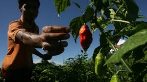 Study What Makes The Ghost Pepper So Spicy The Atlantic