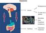 Ultimos avances cientificos sobre el Síndrome el sindrome de colon irritable o sindrome de intestino irritable de actagastro.org