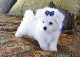 Adorable Male And Female Teacup Maltese Puppies A Loving And Caring Home Virginia Beach Va Asnc In 2020 Teacup Puppies Maltese Teacup Yorkie Puppy Teacup Maltese