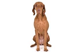 Check spelling or type a new query. Vizsla Dog Breed Information