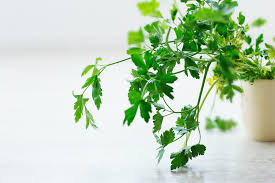 However, as long as your cat is in perfect health, you do not have to. Can Rabbits Eat Parsley What You Need To Know Pet Keen